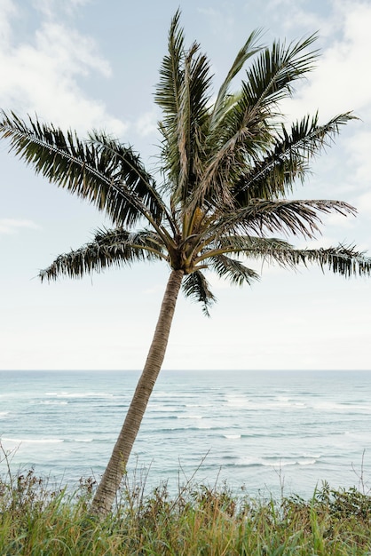 Palm tree in hawaii