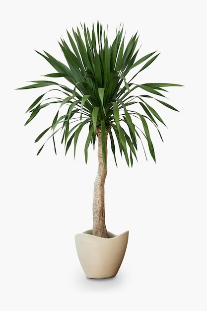 Palm tree house plant in a pot