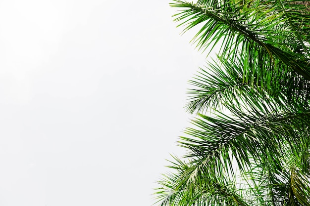 Palm tree leaves against white background