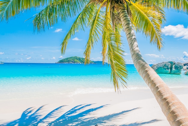 Free photo palm tree on sandy beach