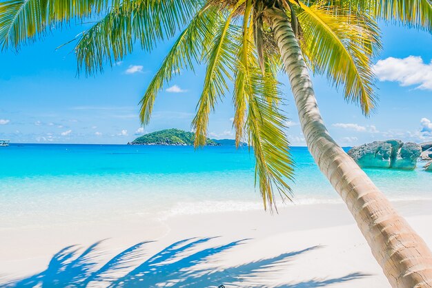 Palm tree on sandy beach