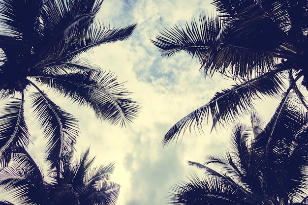 Palm tree seen from below