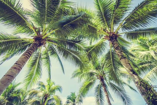 Palm tree seen from below