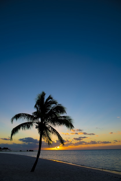 Free photo palm tree on the shore near the beach with a beautiful sky