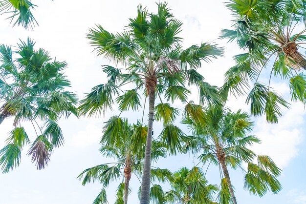 palm tree on sky