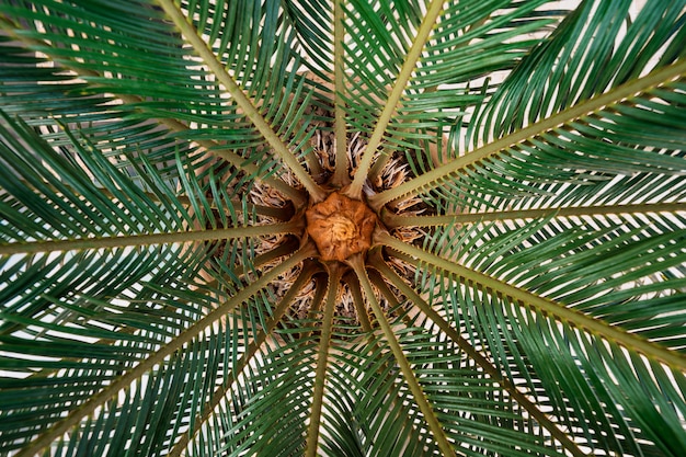 Free photo palm tree texture
