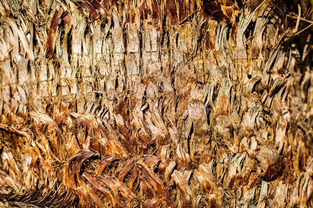 Макрофотография пальмового дерева