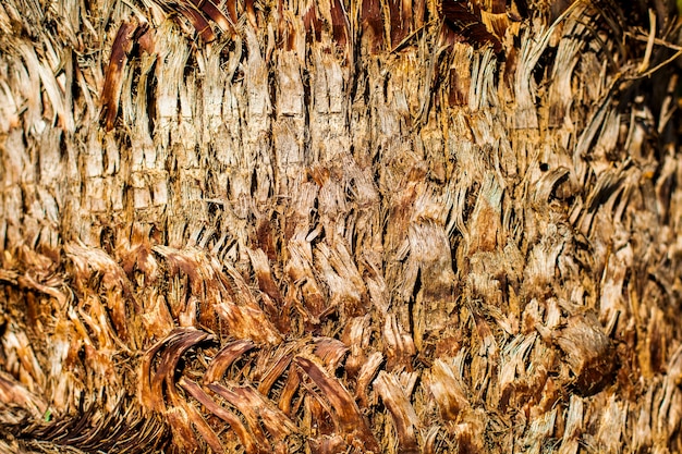 Palm tree trunk closeup