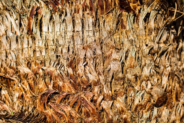 Palm tree trunk closeup