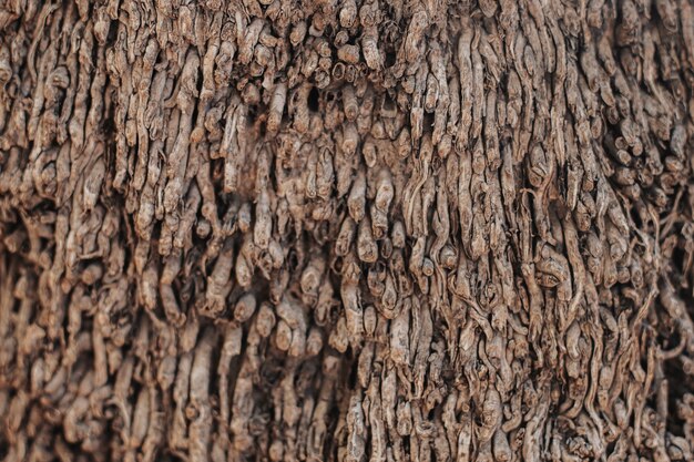 Palm tree trunk texture close-up
