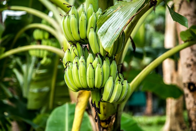 пальма с зелеными бананами