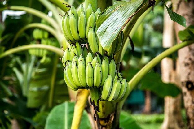 palm tree with green bananas