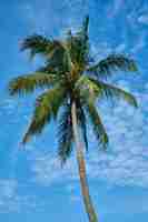 Free photo palm tree with sky background