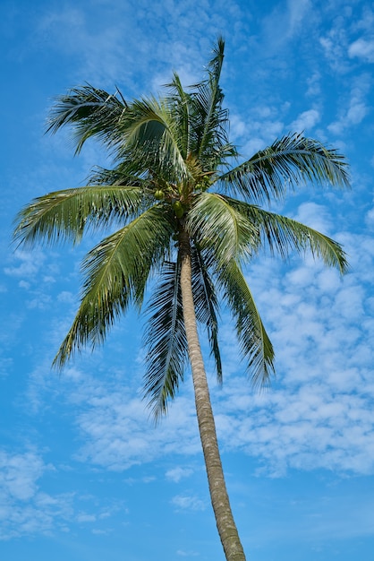 Palm tree with sky background