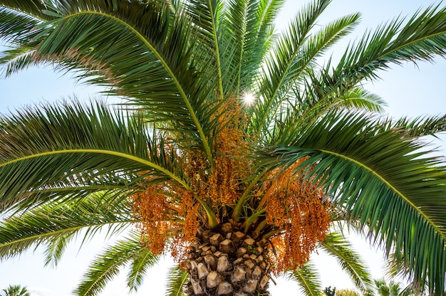 Free photo palm tree with sun breaking through the green branches