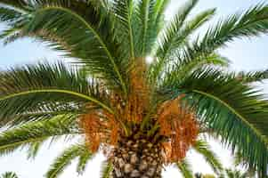 Free photo palm tree with sun breaking through the green branches