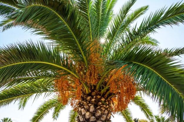 Palm tree with sun breaking through the green branches