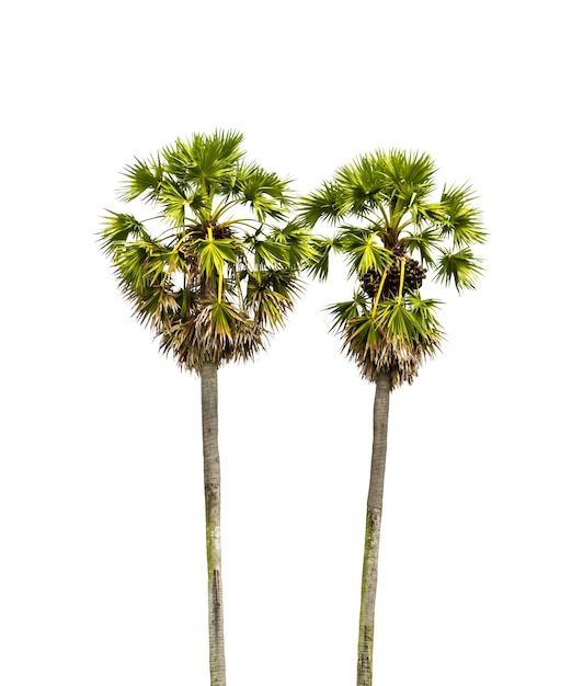 Palm tree with a white background