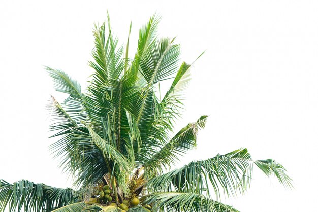 Palm tree with white background