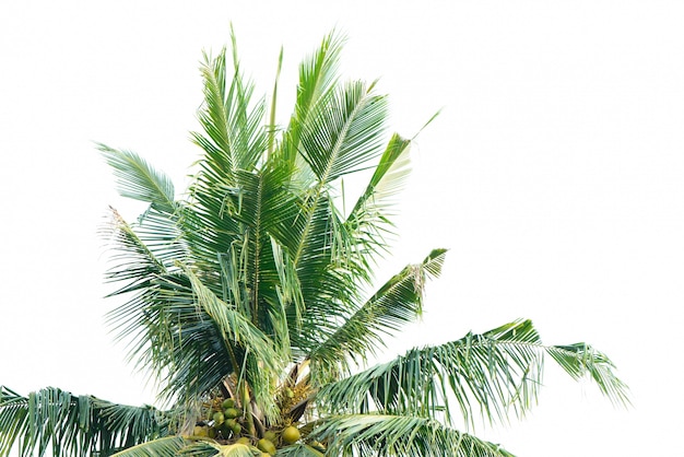 白い背景と椰子の木