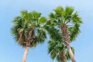 Free photo palm tree