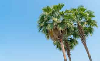 Free photo palm tree