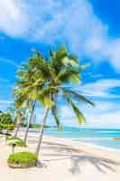 Free photo palm trees in a beach