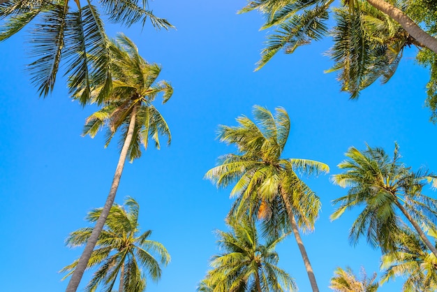 Free photo palm trees on a beautiful day