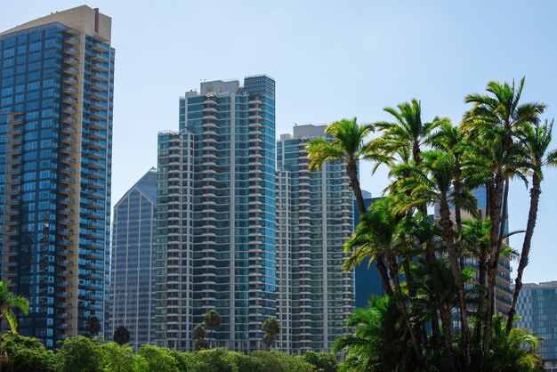 Palm trees and buildings in San Diego