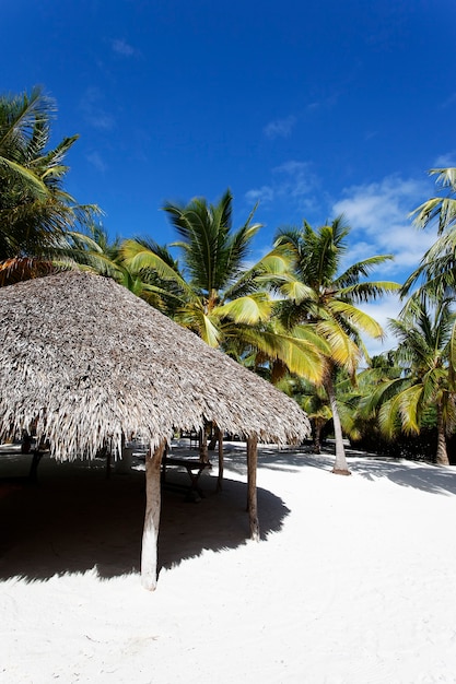 Foto gratuita palme in spiaggia caraibica