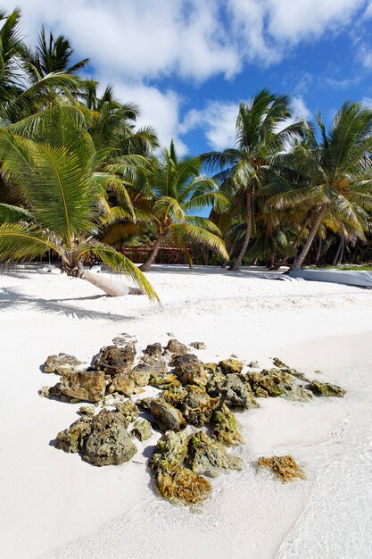 Palm trees in caribbean beach