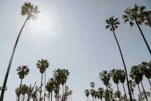 Free photo palm trees in the summer