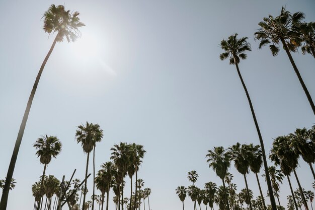 Palm trees in the summer