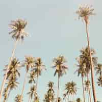 Free photo palm trees in the summer