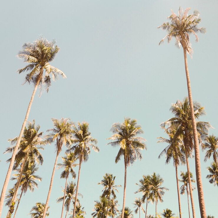Free Photo palm trees in the summer