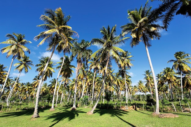 Palm trees in tropical garden in summer