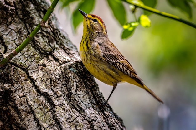 パームウグイス（Setophaga palmarum）