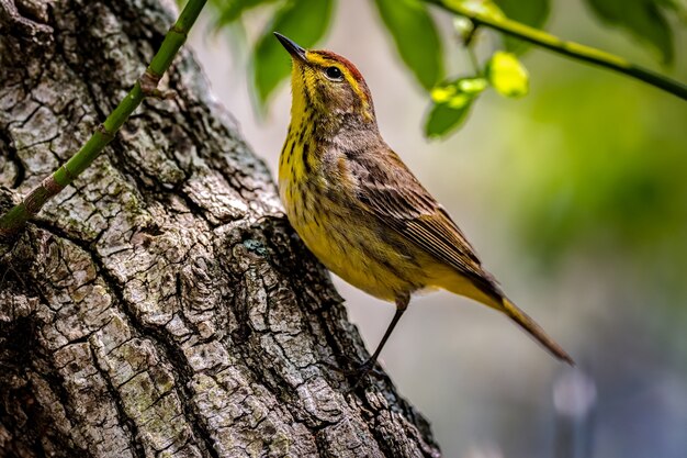 パームウグイス（Setophaga palmarum）