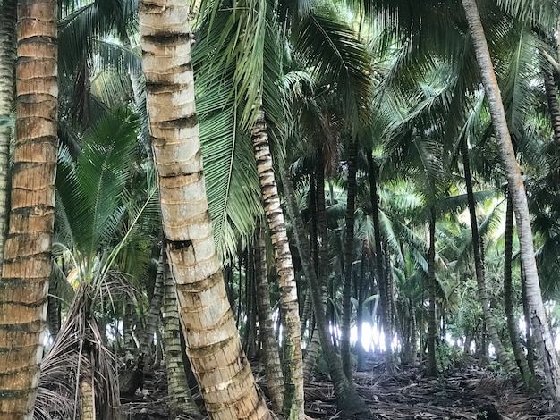 Le palme crescono fianco a fianco nelle giungle