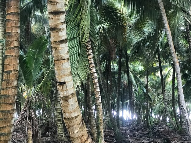 Palms grow side by side in the jungles