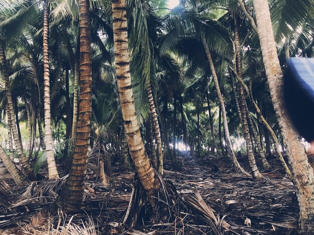 Palms grow side by side in the jungles