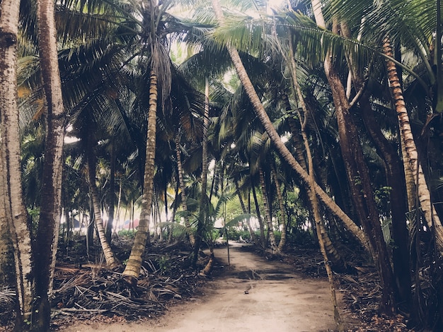 Palms grow side by side in the jungles