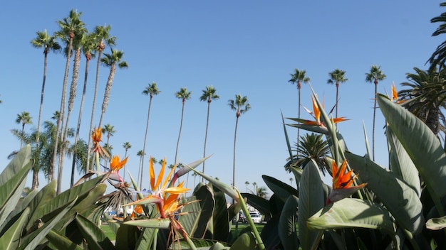 미국 캘리포니아주 로스앤젤레스에 있는 야자수. 태평양의 산타모니카와 베니스 비치의 여름 미학. strelitzia 새의 낙원 꽃입니다. 할리우드 비벌리힐스의 분위기. la 바이브