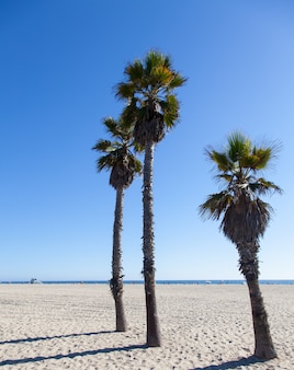 Пальмы на пляже санта-моника - лос-анджелес - в солнечный день с идеальным голубым небом