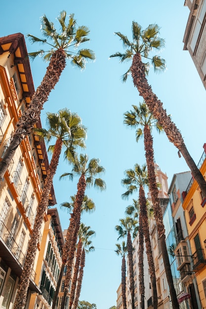 Palms in the shopping district of Malaga in Calle Puerta del Mar