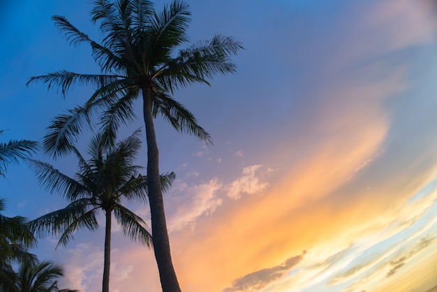 Free photo palms trees with clouds background