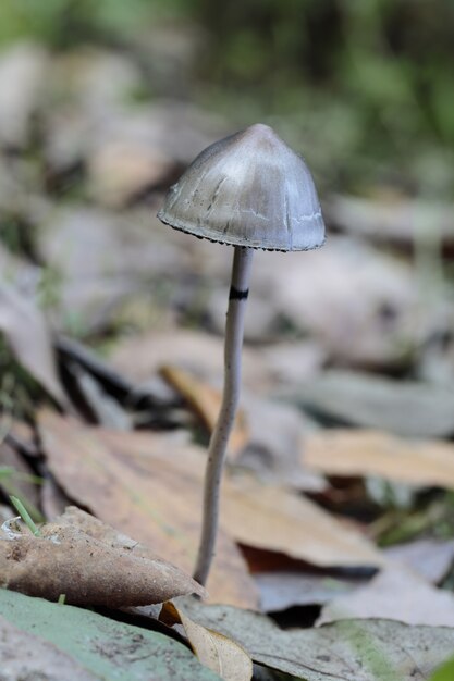 Panaeolus semiovatus, блестящая пестрая жабра, яйцевидная пестрая жабра, гриб