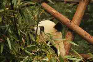 Free photo panda and bamboo