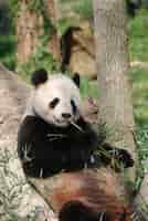 Free photo panda bear leaning against a tree and eating bamboo shoots.