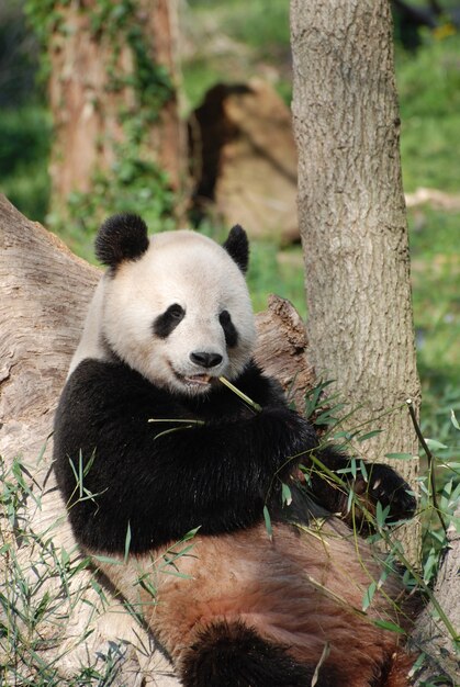 Panda bear leaning against a tree and eating bamboo shoots.